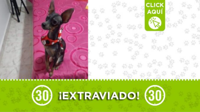 "Cody" se perdió desde anoche cerca a la Estación Gardel "Cody" se perdió desde anoche cerca a la Estación Gardel
