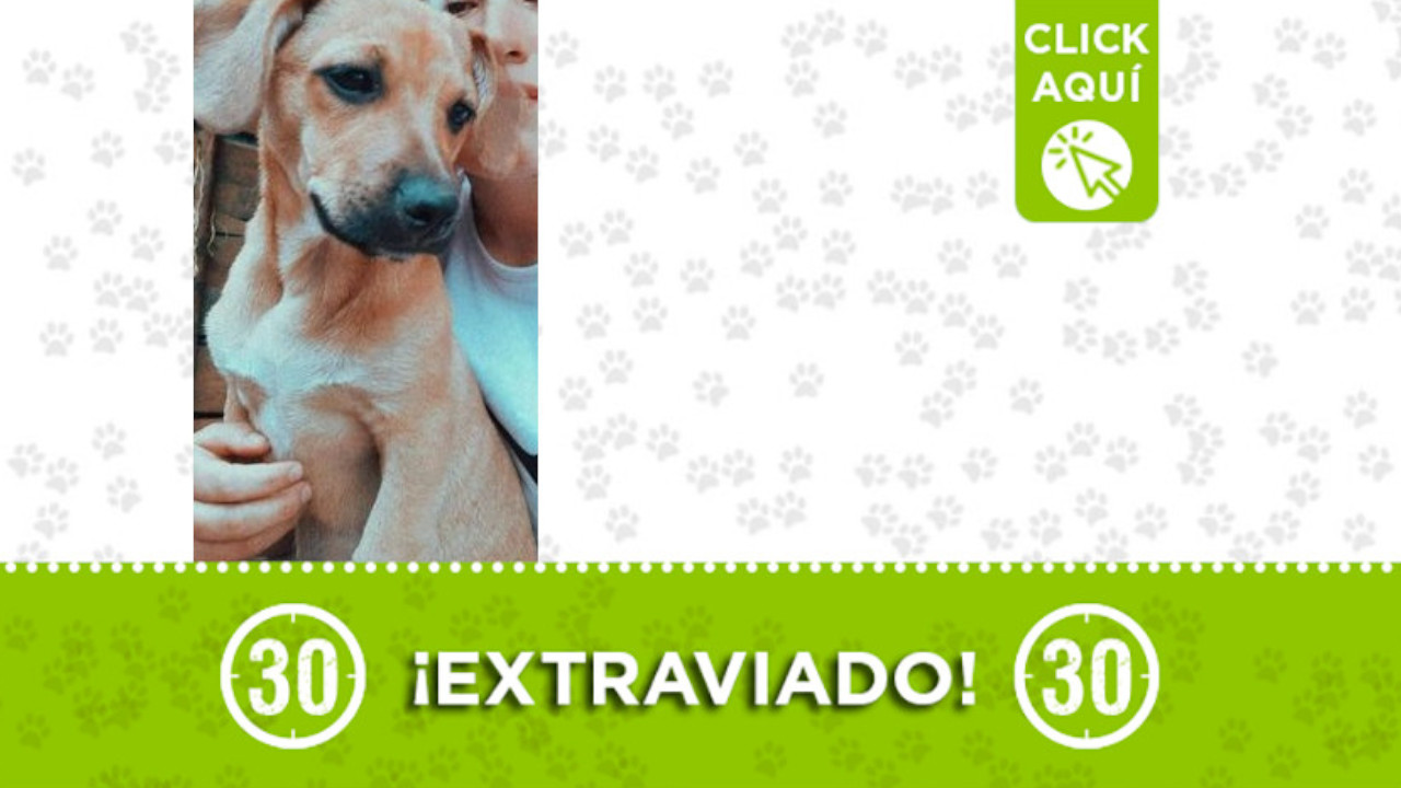 Este perrito se perdió por la Estación Vallejuelos, requiere medicamentos ¡Comparte!