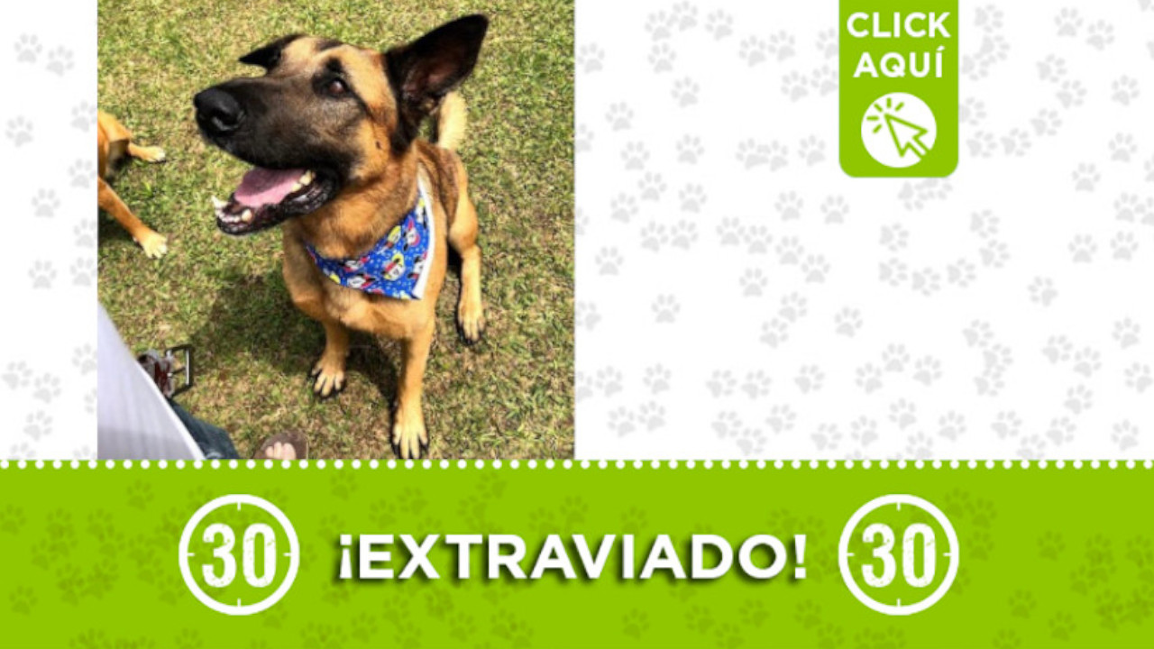 "Dante" se extravió por Las Palmas ¿Lo ha visto?