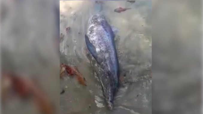 Pescadores encontraron un delfín muerto en playas de Sapzurro, Chocó Pescadores encontraron un delfín muerto en playas de Sapzurro, Chocó