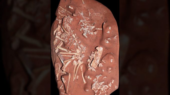 Descubren-en-Brasil-un-dinosaurio-muy-raro-del-período-Cretácico Dinosaurio