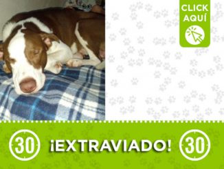"Doggy" se extravió en Villatina ¿Lo ha visto? 1 "Doggy" se extravió en Villatina ¿Lo ha visto?