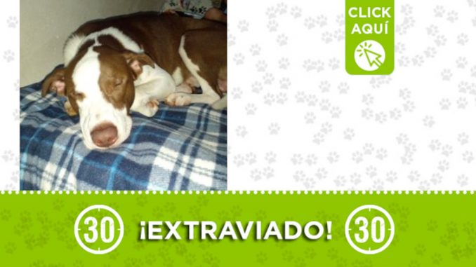 "Doggy" se extravió en Villatina ¿Lo ha visto? "Doggy" se extravió en Villatina ¿Lo ha visto?