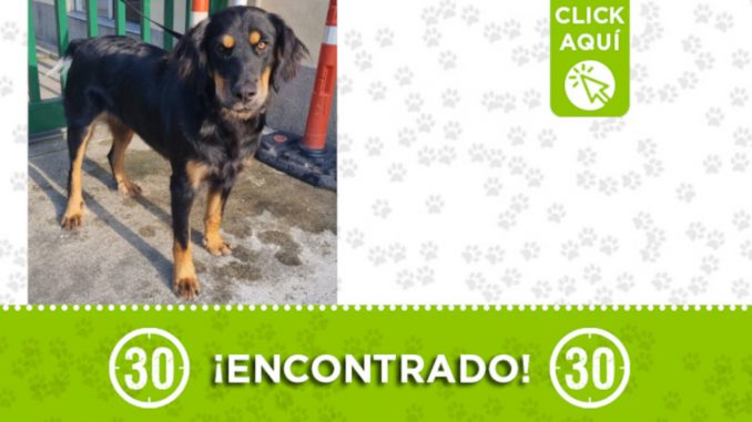 Encontraron este perrito por el Centro Comercial Florida Encontraron este perrito por el Centro Comercial Florida