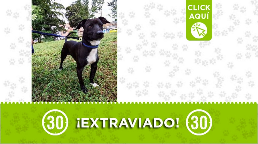 "Floki" se perdió en el barrio El Bosque ¿Lo ha visto