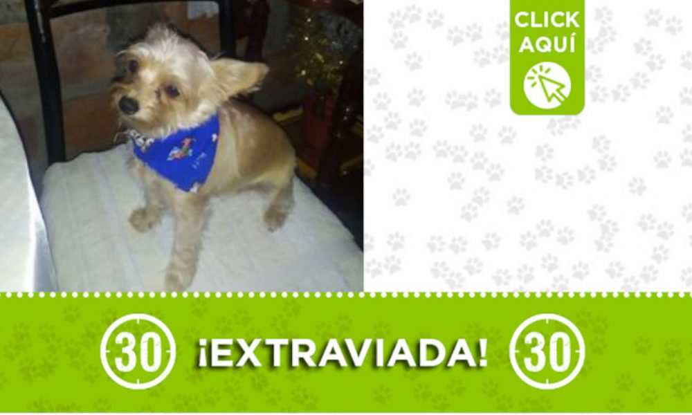 ¿Ha visto a "Flor"? Se perdió en Bello