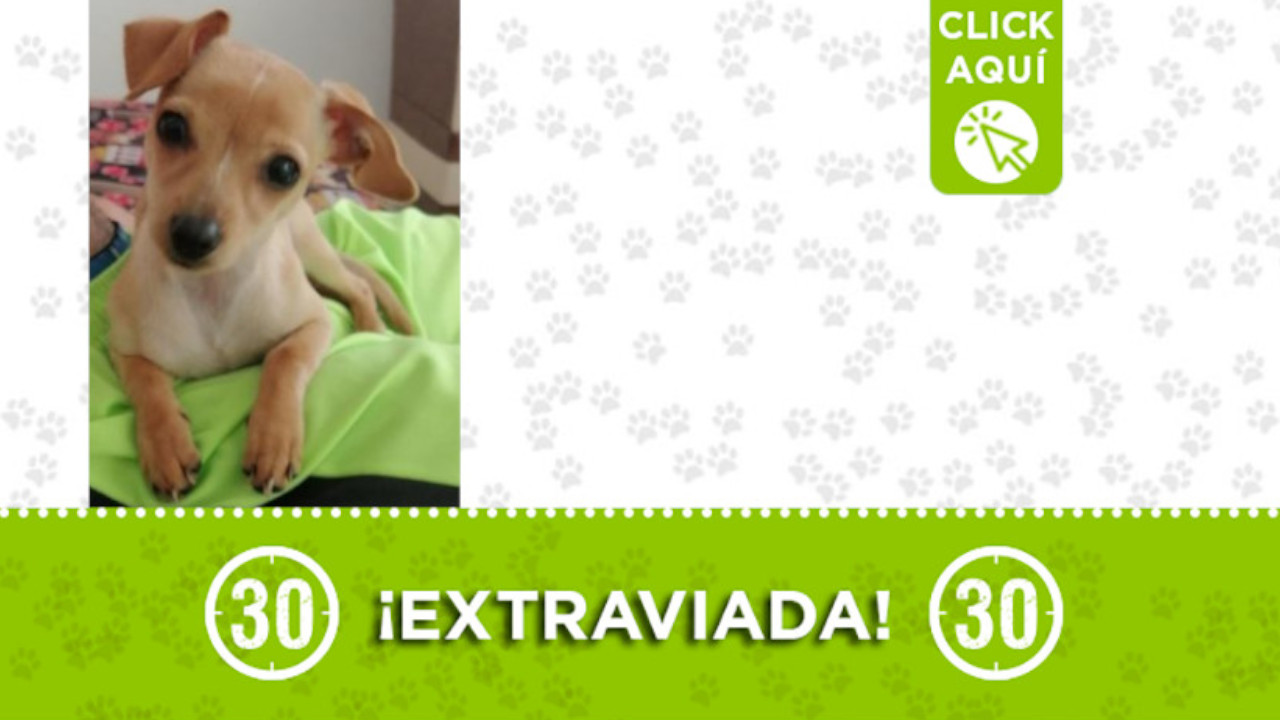 "Freya" se extravió por Robledo Villa Campiña