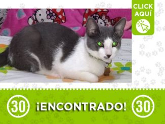 Encontraron esta gatico en Miramar ¿Es suyo? 1 Encontraron esta gatico en Miramar ¿Es suyo?