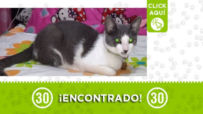 Encontraron esta gatico en Miramar ¿Es suyo? Encontraron esta gatico en Miramar ¿Es suyo?