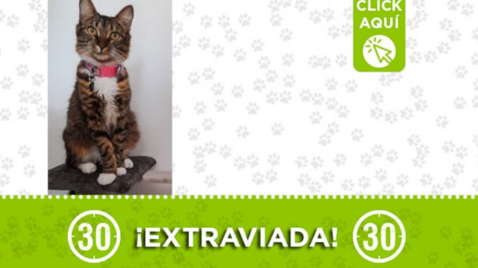 "Hani" se perdió en San Javier "Hani" se perdió en San Javier