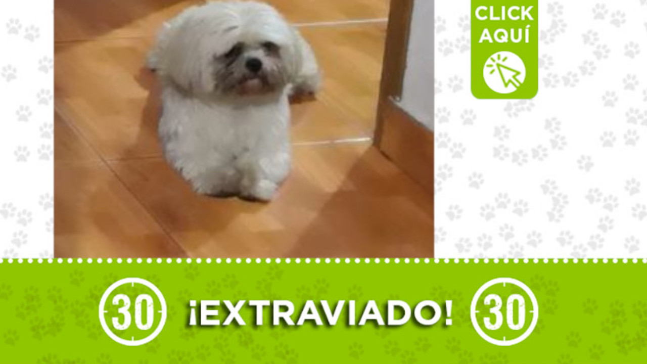 "Hachi" se extravió en el barrio San Blas