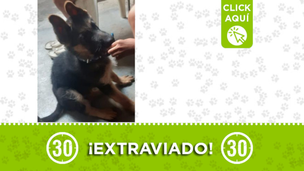 "káiser", se extravió ayer en Itagüí, ¿Lo ha visto?