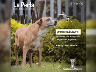 Este sábado y domingo habrá jornada de adopción de perros y gatos en La Central 1 La Perla