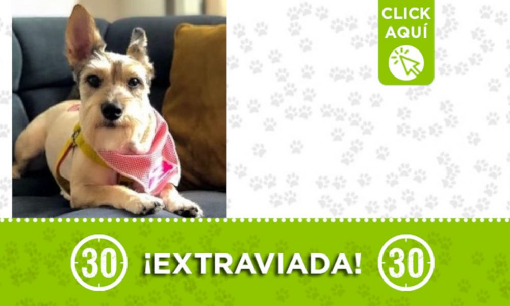 "Minnie" se extravió en Laureles ¿La ha visto?