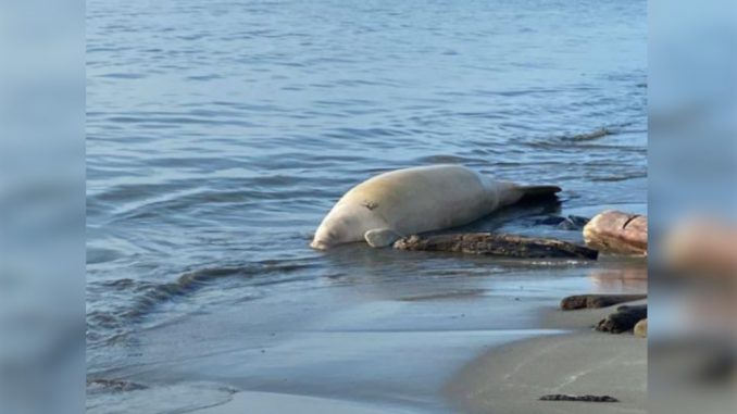¡Qué pesar! Encontraron un manatí muerto en playas de Turbo, Antioquia ¡Qué pesar! Encontraron un manatí muerto en playas de Turbo, Antioquia