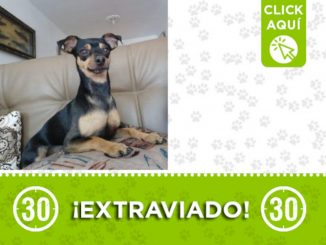 "Manolo", se extravió en el 12 de octubre ¿Lo ha visto? 1 "Manolo", se extravió en el 12 de octubre ¿Lo ha visto?