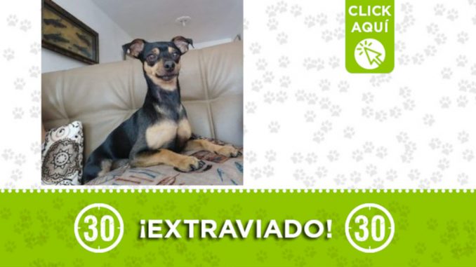 "Manolo", se extravió en el 12 de octubre ¿Lo ha visto? "Manolo", se extravió en el 12 de octubre ¿Lo ha visto?