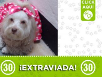 "Miel" se extravió en Las Torres de Bomboná 1 "Miel" se extravió en Las Torres de Bomboná