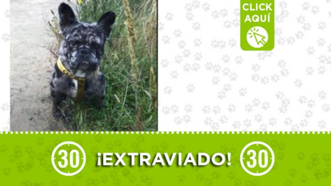 "Mosku" se extravió en Envigado ¿Lo ha visto? "Mosku" se extravió en Envigado ¿Lo ha visto?