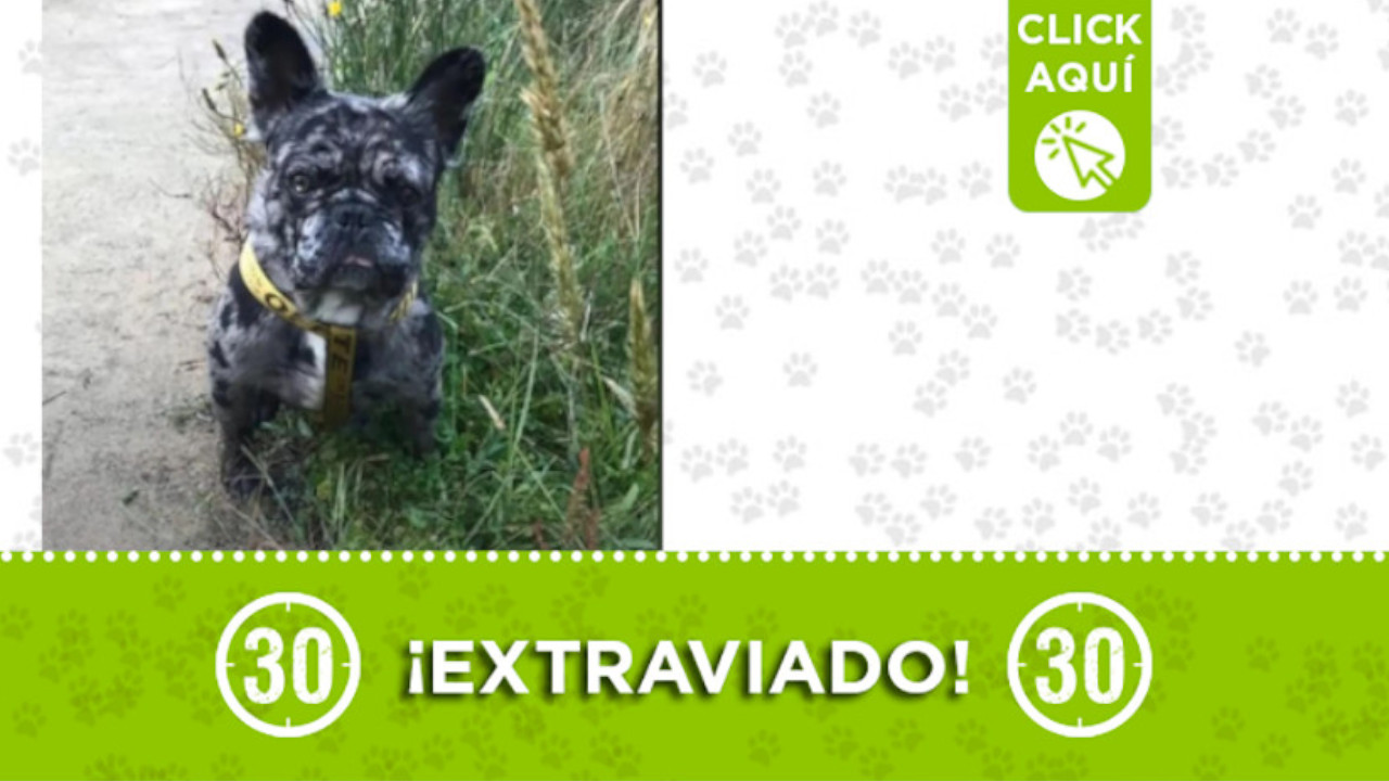 "Mosku" se extravió en Envigado ¿Lo ha visto?