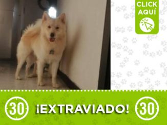 "Niño" se perdió en Manrique ¿Lo ha visto? 1 "Niño" se perdió en Manrique ¿Lo ha visto?b