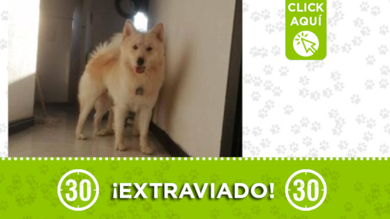 "Niño" se perdió en Manrique ¿Lo ha visto?b