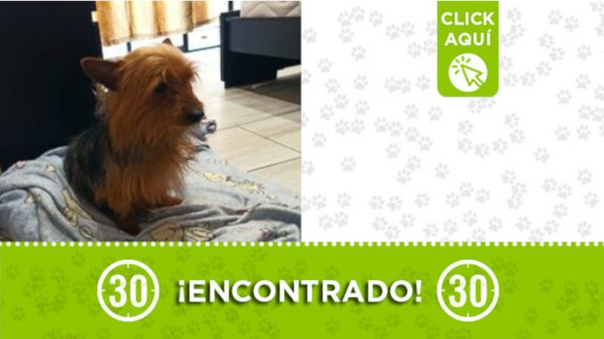 Buscan a la familia de este perrito encontrado en Manrique Buscan a la familia de este perrito encontrado en Manrique