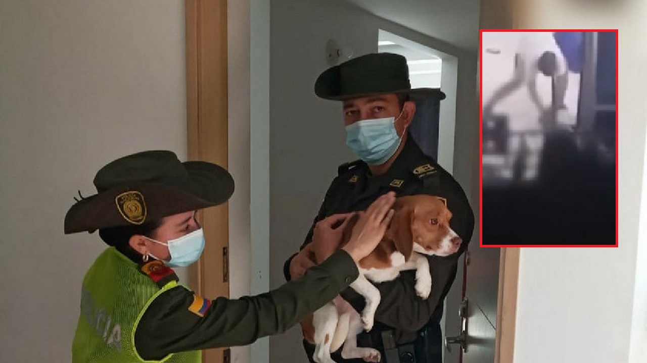 Policía atendió el caso del perrito golpeado en Bello