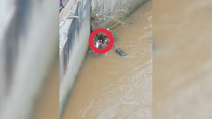 Bomberos de Medellín siguen buscando un perrito que estaba atrapado a un lado de la estación Acevedo Bomberos de Medellín siguen buscando un perrito que estaba atrapado a un lado de la estación Acevedo
