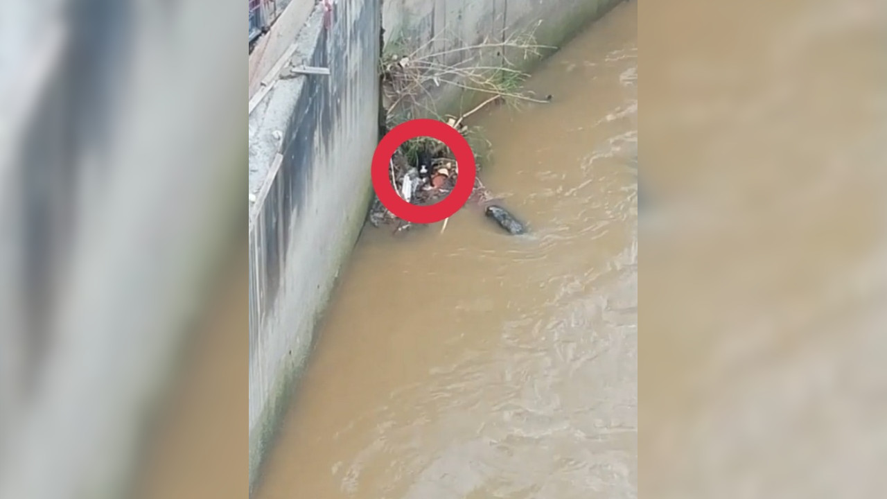 Bomberos de Medellín siguen buscando un perrito que estaba atrapado a un lado de la estación Acevedo