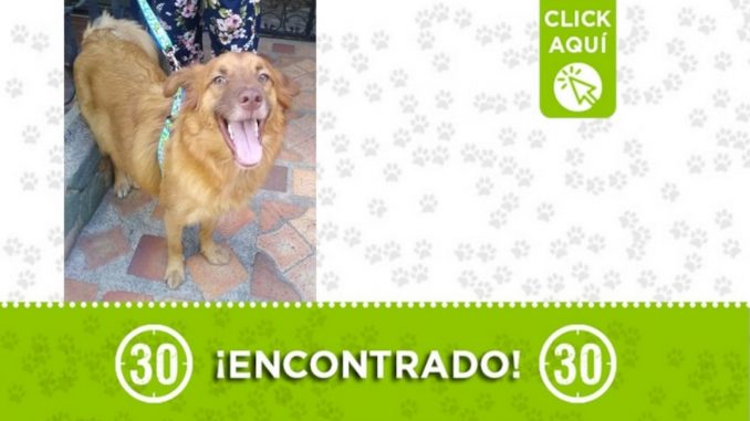 Encontraron este perrito en Campo Valdés, ¿Es suyo? Encontraron este perrito en Campo Valdés, ¿Es suyo?