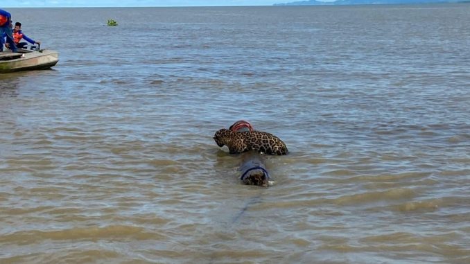 Rescataron jaguar Urabá mar tronco