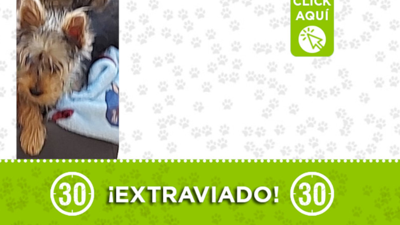 "Riky" se perdió en Florida Nueva ¿Lo ha visto?