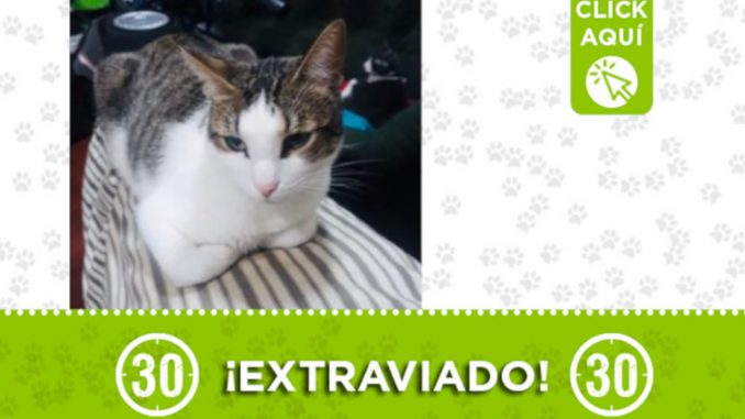 "Ringo", se extravió hoy en Pedregal "Ringo", se extravió hoy en Pedregal