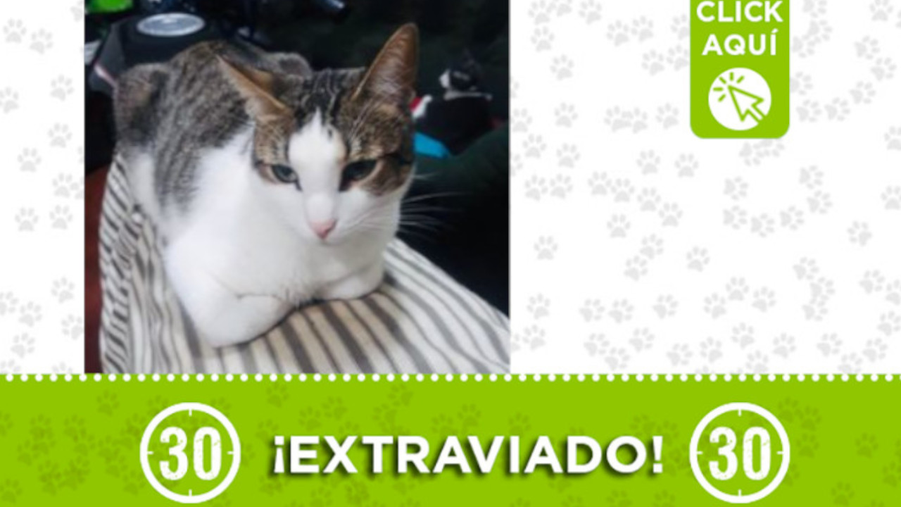 "Ringo", se extravió hoy en Pedregal