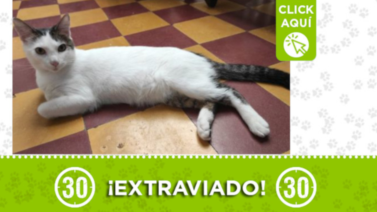 "Silver" se perdió en Aranjuez desde esta mañana