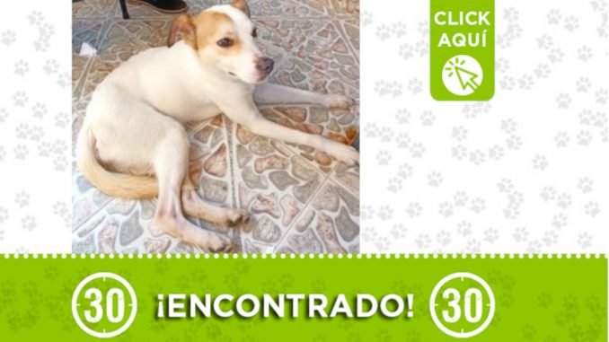 ¿Es suyo? Encontraron este perrito en Bello ¿Es suyo? Encontraron este perrito en Bello