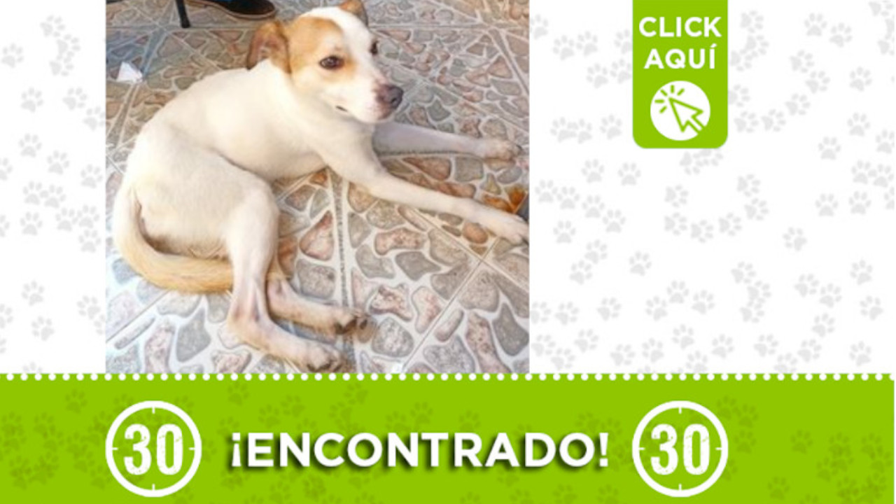 ¿Es suyo? Encontraron este perrito en Bello