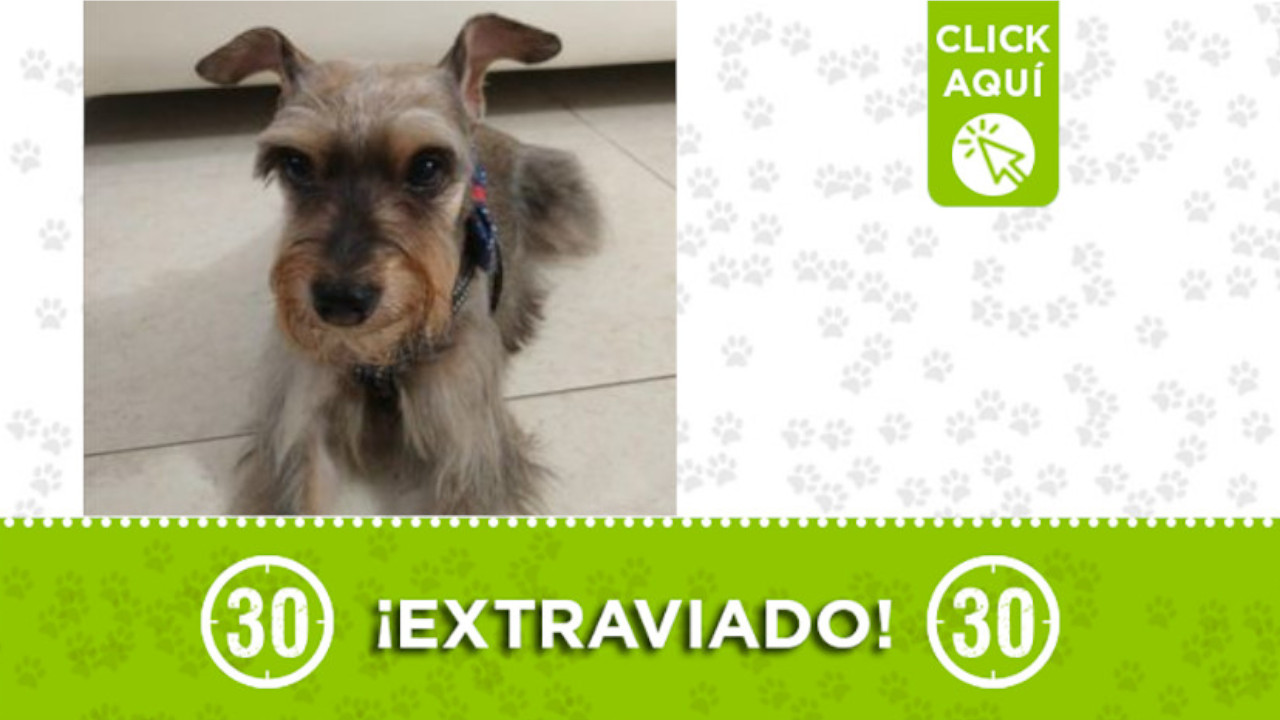 "Toby" se extravió desde esta madrugada en Envigado