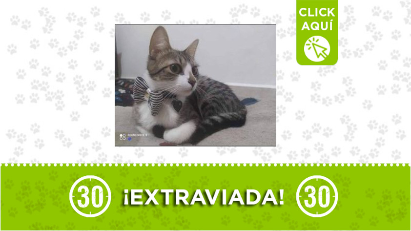 ‘Tequila’ se perdió en Aranjuez