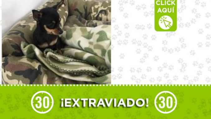 Buscan a "Toby" en Santa Rosa de Osos Buscan a "Toby" en Santa Rosa de Osos