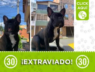 "Tony" se extravió en Sabaneta ¡Comparte! 1 "Tony" se extravió en Sabaneta ¡Comparte!