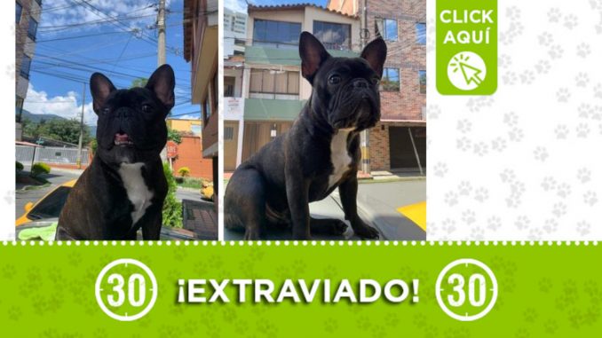 "Tony" se extravió en Sabaneta ¡Comparte! "Tony" se extravió en Sabaneta ¡Comparte!