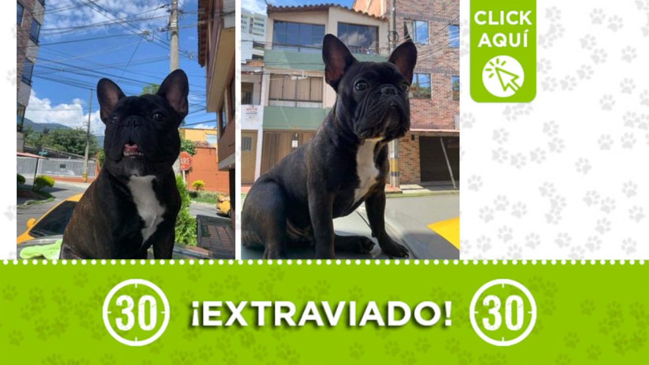 "Tony" se extravió en Sabaneta ¡Comparte!