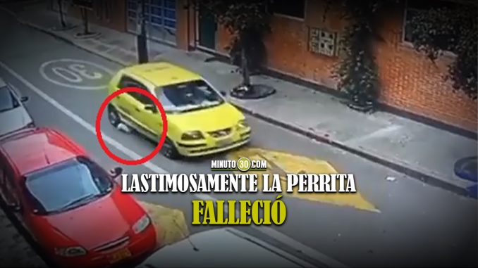 VIDEO ¡Desgraciado! Taxista atropelló a una perrita en Bogotá y no lo auxilió copia Taxista atropelló a una perrita en Bogotá y no lo auxilió copia