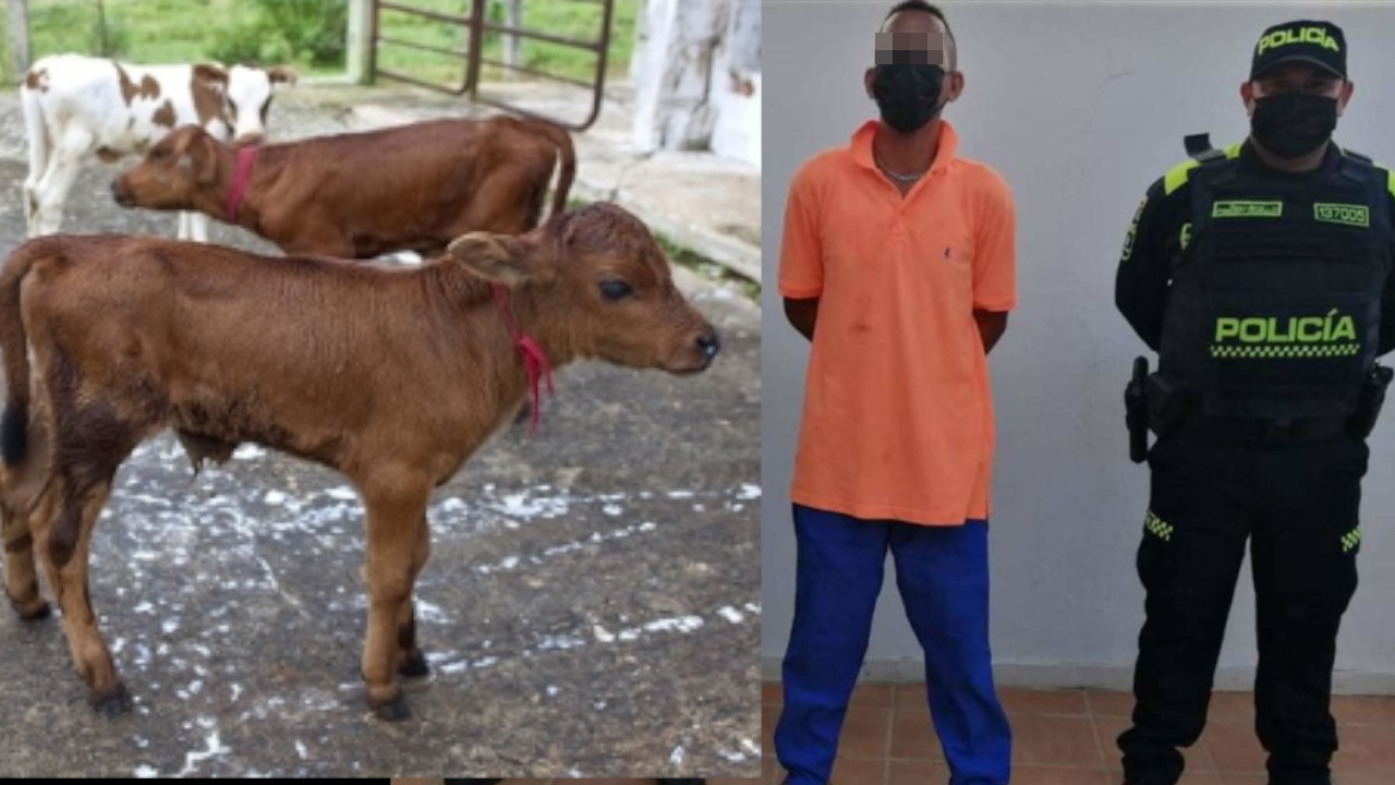 Pillaron a un degenerado violando a una ternera de 4 meses de nacida