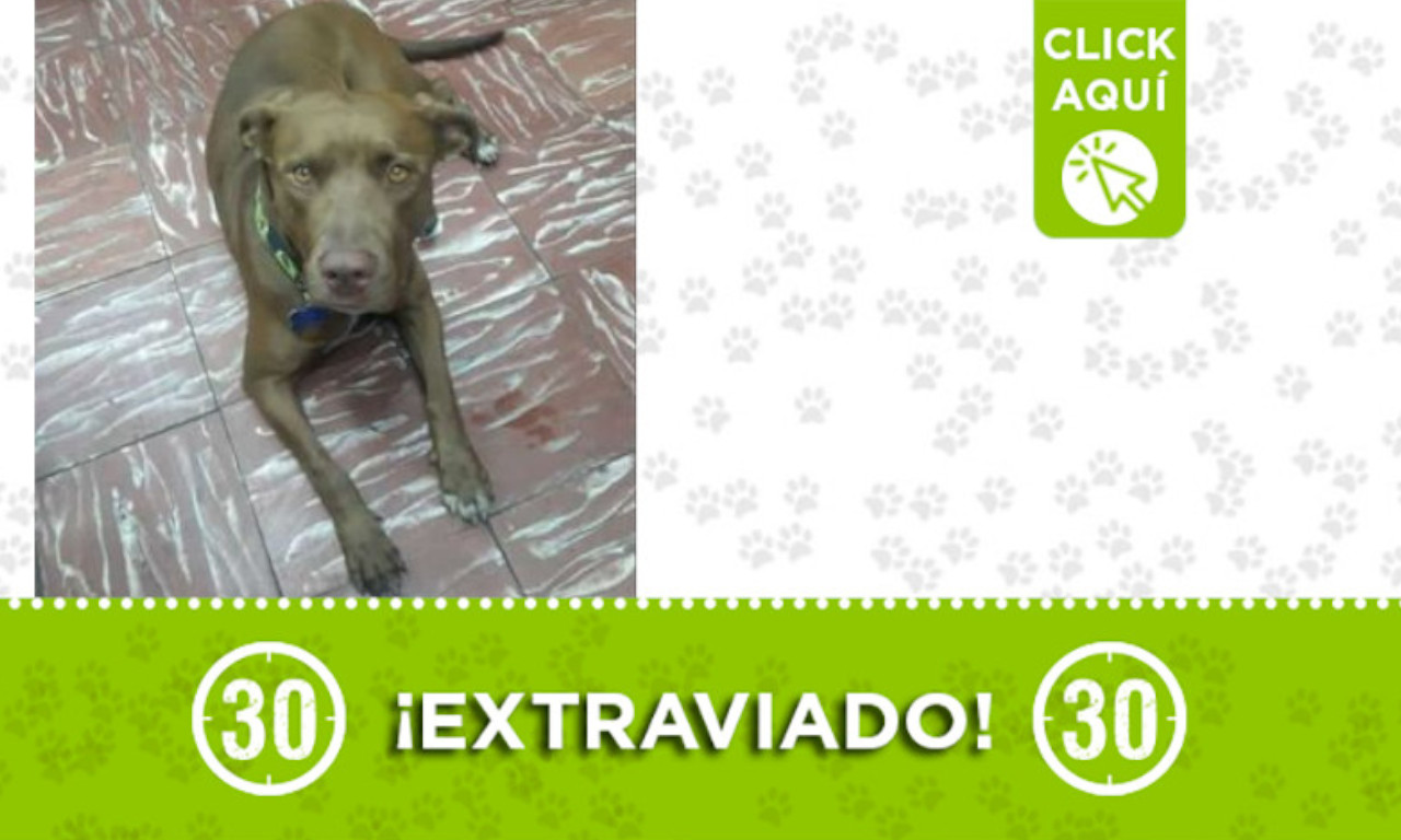 "Zeus" se extravió en el barrio Caribe ¿Lo ha visto?