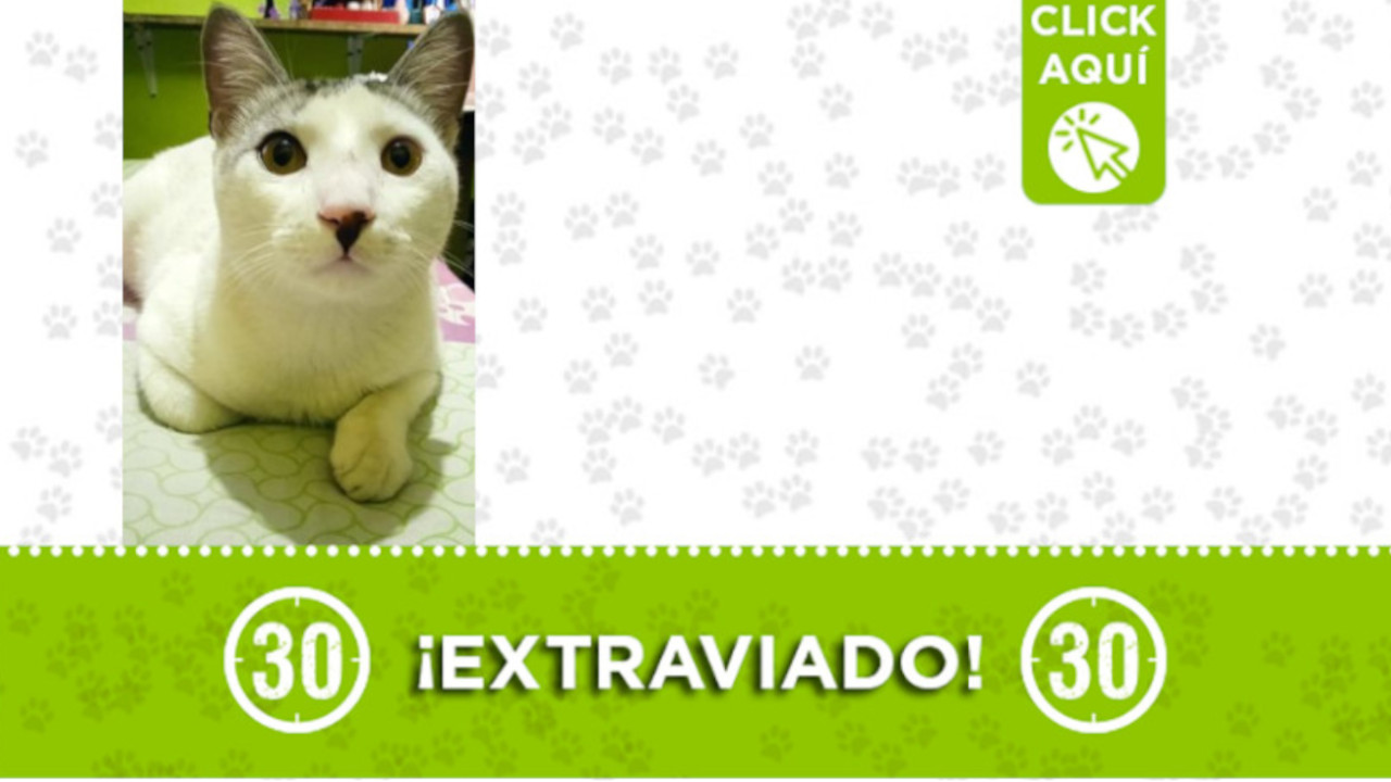 Buscan a "Zafiro", se perdió en Enciso