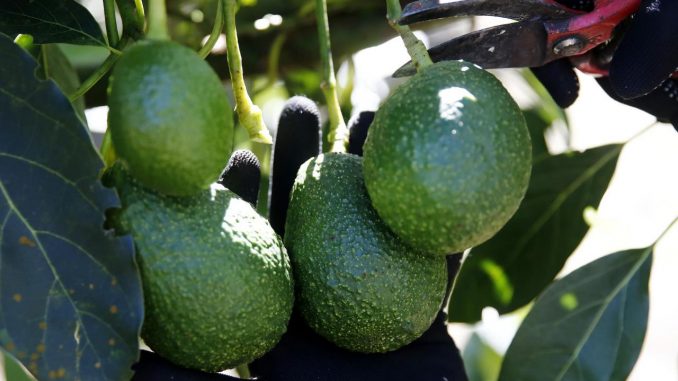 aguacate aguacate