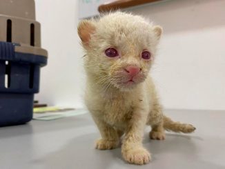 VIDEO: ¡Qué belleza! En Amalfi se registró el primer felino albino de Colombia 1 felino albino